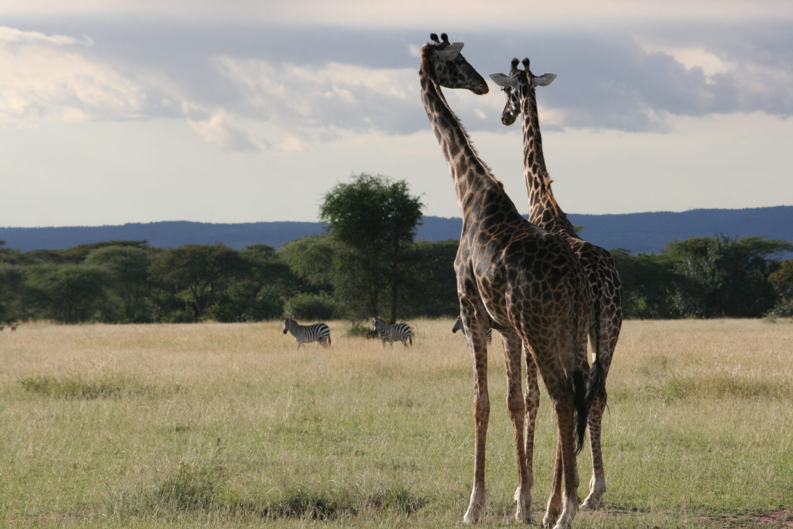 Giraffes on the African plain — from one of Maranda's trips